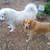 Pet Related Housing Issues? Pet / Sitting / Boarding short/long term 15 thumbnail