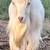 Milk goats and milk stand 2 thumbnail