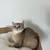 Scottish Fold Straight kittens 3 thumbnail