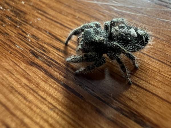 Bold Jumping Spiders (Phidippus audax) (Beaverton)63842530667651122