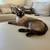 Siamese 1 year old looking for a loving home 8 thumbnail