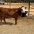 Mini Cattle /// Mini Donkeys /// Mini Horses 22 thumbnail