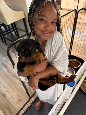 Rottweiler puppy’s (Litchfield Park)63975637653123123