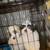 Shih-Tzu Puppies 1 thumbnail