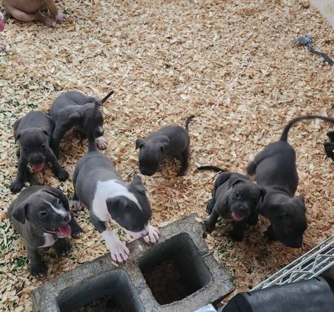 Blue nose pitbull pups! 1