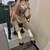 Vintage Sandy Horse 25 Cent Quarter Arcade Ride Coin-Op Carousel Ride 8 thumbnail