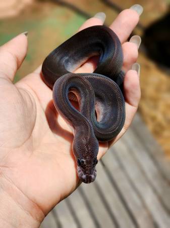 Ball Pythons 1