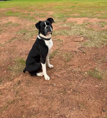Boxer male full blooded 1