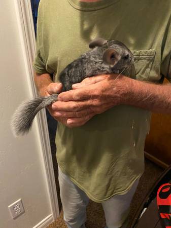 Rehoming a boy chinchilla551420398845317124