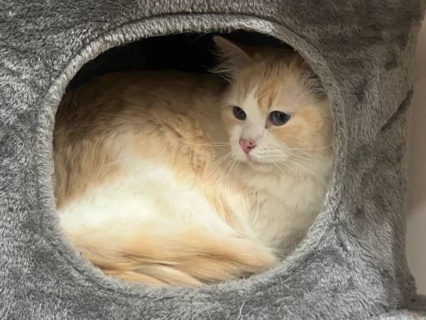 Cat for rehoming (West Hartford)63873145734273122