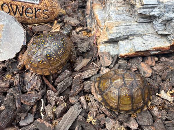 Box Turtles 1
