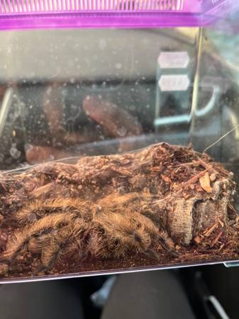 Curly toe tarantula63907989955330122