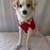 rehoming mix puppy 1 thumbnail