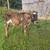 Jersey Calf 2 thumbnail