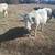 Charolais cows 2 thumbnail