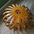 West Elm Mid-Century Modern Bent Wood Chandelier MCM Lighting Mod 1 thumbnail