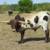 Registered Texas Longhorn Bulls 14 thumbnail