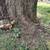 Gorgeous Leopard Tortoise 2 thumbnail