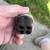 Military vehicle ignition switch 2 thumbnail