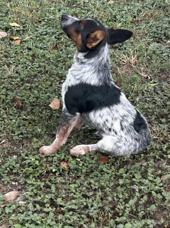 Cachorro de 3 meses de blue heeler necesita un hogar (Magnolia)63859314333185123
