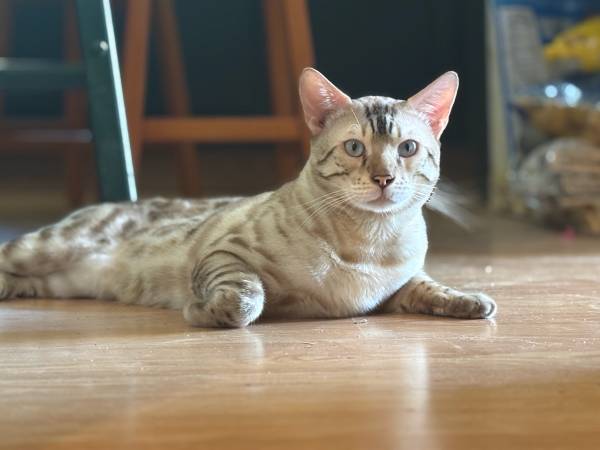 Bengals 1