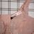 NEWღ Victoria's Secret Bra ღ NWT 10 thumbnail
