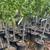 CITRUS TREES Many Different Types Oranges Lemons Limes Tangerine & Mor 18 thumbnail