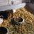 Guinea pigs 20.00 5 thumbnail