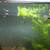 White King Cobra Guppies 6 thumbnail