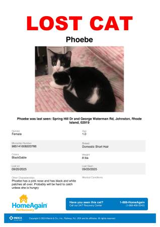 Reward- $500 A lost kitten 1