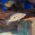 Trimac, wolf, Nicaraguan cichlids & iridescent catfish rehoming 3 thumbnail