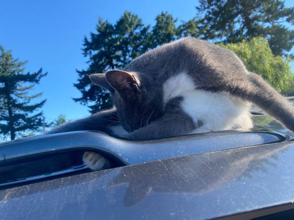 Gato perdido (Portland)64840153207810121