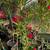 Beautiful Lush Oleander 5 thumbnail
