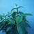 LARGE GUAVA TREES /Plant Sale 10 thumbnail