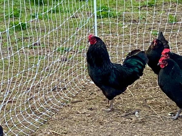 Roosters 1
