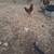 Roosters 2 thumbnail