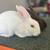Mini rex bunnies! 2 thumbnail