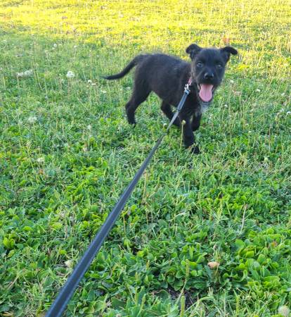 Aussie pit mix (Paradise)63860186043905120