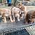 I have theses Aussiedoddle puppies for sale 10 thumbnail