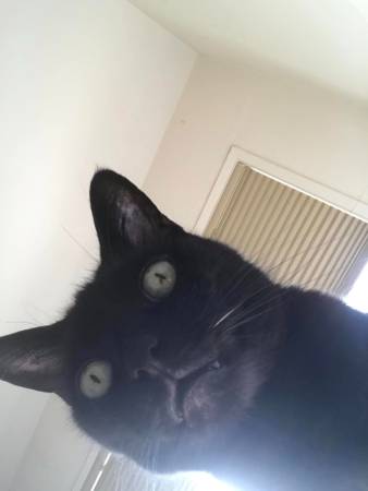 Lost Black Cat - Kelvin! 1