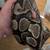 Adult female yellow belly poss het pied ball python 3 thumbnail