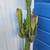 Cactus 5.6 feet 1 thumbnail
