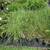 Purple Smokebush, Garden Phlox, Pink Tamarix, Red Weigela & more $6.97 6 thumbnail