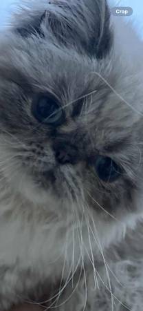 PERSIAN HIMALAYAN KITTEN FEMALE (Tumwater)63853558736769121