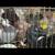 Pigeons for sale. 10 Indian fantail 3 thumbnail