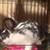 Rabbits and cages 6 thumbnail