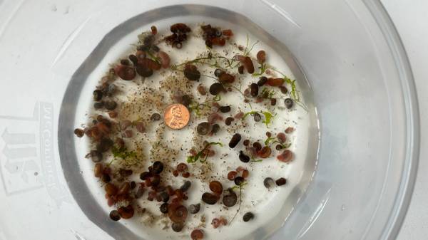100+ Ramshorns snails (for breeding colony or fish food) 1