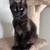 Mainecoon kitten 3 thumbnail