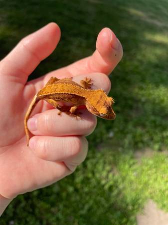 Hatchling crested geckos (Butler)63280374052993124
