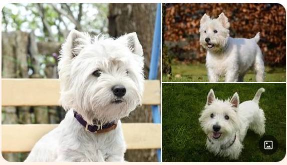 ✅ Looking for a Westie puppy or young adult 1